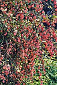 BERBERIS WILSONAE VAR. STAPFIANA, THORNY SHRUB