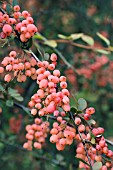 BERBERIS WILSONAE VAR. STAPFIANA, THORNY SHRUB