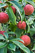 CORNUS KOUSA CHINENSIS, HARDY SMALL TREE, AUTUMN FRUITS