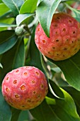 CORNUS KOUSA CHINENSIS, HARDY SMALL TREE, AUTUMN FRUITS