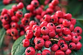 COTONEASTER X WATERERI, HARDY SMALL TREE