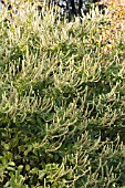 ELSHOLTZIA FRUTICOSA, HARDY SHRUB, NOVEMBER