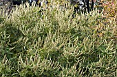 ELSHOLTZIA FRUTICOSA, HARDY SHRUB, NOVEMBER