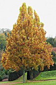 LIRIODENDRON TULIPIFERA FASTIGIATUM, UPRIGHT TULIP TREE