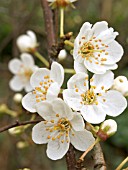 PRUNUS CERASIFERA (ORNAMENTAL PLUM)