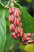 MAGNOLIA X SOULANGEANA RUSTICA RUBRA, SEED POD