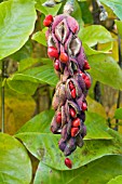 MAGNOLIA X SOULANGEANA RUSTICA RUBRA, SEED POD