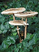 LEPIOTA PROCERA, PARASOL MUSHROOM, NOVEMBER