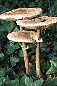 LEPIOTA PROCERA, PARASOL MUSHROOM, NOVEMBER