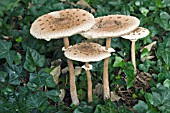 LEPIOTA PROCERA, PARASOL MUSHROOM, NOVEMBER