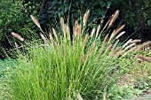 PENNISETUM ALOPECUROIDES HAMELN, HARDY GRASS