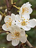 PRUNUS CERASIFERA (ORNAMENTAL PLUM)