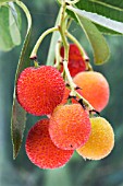 ARBUTUS UNEDO, STRAWBERRY TREE, FRUITS