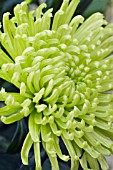 CHRYSANTHEMUM GREEN SHAMROCK, CUT FLOWER