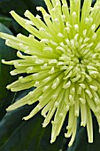 CHRYSANTHEMUM GREEN SHAMROCK, CUT FLOWER