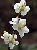 PRUNUS DAVIDIANA