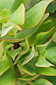 CRASSULA ATROPURPUREA VAR ARBORESCENS