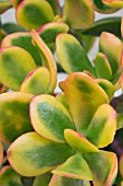 CRASSULA OVATA SUMMERSET