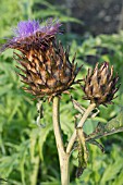 CYNARA CARDUNCULUS GIGANTE DE ROMAGNA