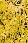 ACER PALMATUM VAR DISSECTUM  VIRIDE, CUT-LEAFED MAPLE