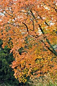 FAGUS ENGLERANA, AUTUMN COLOUR, NOVEMBER