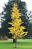 GINKGO BILOBA, MAIDENHAIR TREE