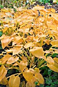 HOSTA SIELBOLDIANA, AUTUMN COLOUR