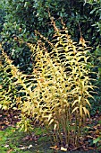 LILIUM LANCIFOLIUM, AUTUMN COLOUR