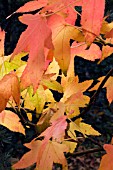 LIQUIDAMBER STYRACIFLUA, SWEET GUM, AUTUMN COLOUR