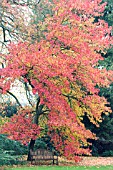 LIQUIDAMBER STYRACIFLUA, SWEET GUM, AUTUMN COLOUR