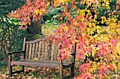 LIQUIDAMBER STYRACIFLUA, SWEET GUM, AUTUMN COLOUR