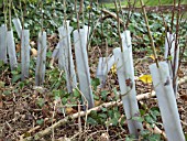 RABBIT PROTECTION FOR QUICKTHORN HEDGE (CRATAEGUS MONOGYNA)