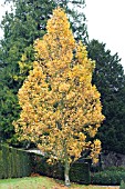 LIRIODENDRON FASTIGIATUM, UPRIGHT TULIP TREE, NOVEMBER