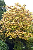 MAGNOLIA ACCUMINATA, CUCUMBER TREE, AUTUMN COLOUR, NOVEMBER