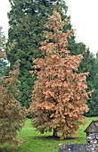 METASEQUOIA GLYTOSTROBOIDES, DAWN REDWOOD, AUTUMN COLOUR