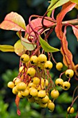 PHOTINIA  DAVIDIANA FRUCTU LUTEO, SEMI-EVERGREEN SHRUB