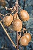 ACTINIDIA CHINENSIS, KIWI FRUIT, CHINESE GOOSEBERRY