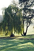 AUTUMN SHADOWS, SALIX BABYLONICA, WEEPING WILLOW, WEST DEAN GARDENS,