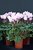 CYCLAMEN, MINIATURE VARIETY, WINTER POT PLANT