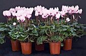 CYCLAMEN, MINIATURE VARIETY, WINTER POT PLANT