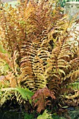 DRYOPTERIS FILIX-MAS, MALE FERN, AUTUMN COLOUR, NOVEMBER