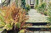 DRYOPTERIS FILIX-MAS, MALE FERN, AUTUMN COLOUR, NOVEMBER