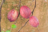 FUCHSIA PROCUMBENS, FRUIT