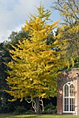 GINKGO BILOBA, MAIDENHAIR TREE, NOVEMBER, AUTUMN COLOUR