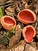 SCARLET ELF CAP (SARCOSCYPHA COCCINEA)