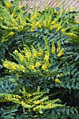 MAHONIA CHARITY