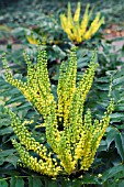 MAHONIA CHARITY