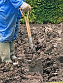 SINGLE SPIT DIGGING WITH FARMYARD MANURE