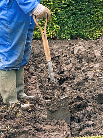 SINGLE_SPIT_DIGGING_WITH_FARMYARD_MANURE