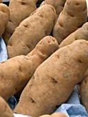 POTATO ANYA (SOLANUM TUBEROSUM) FOR PLANTING
